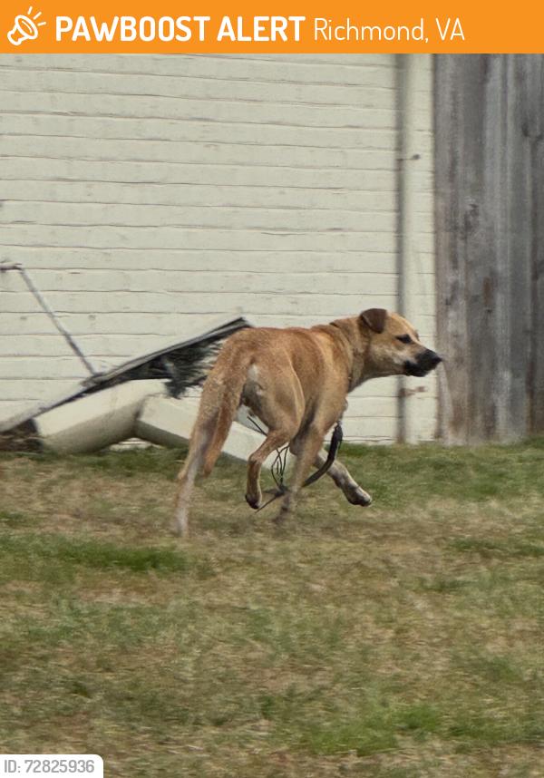 Found/Stray Unknown Dog last seen Seen on Kenmore crossing Forest Hill Ave. then running on Tremont Ct. , Richmond, VA 23225