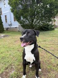 Found/Stray Male Dog last seen Herman and 11th ave n , Nashville, TN 37208