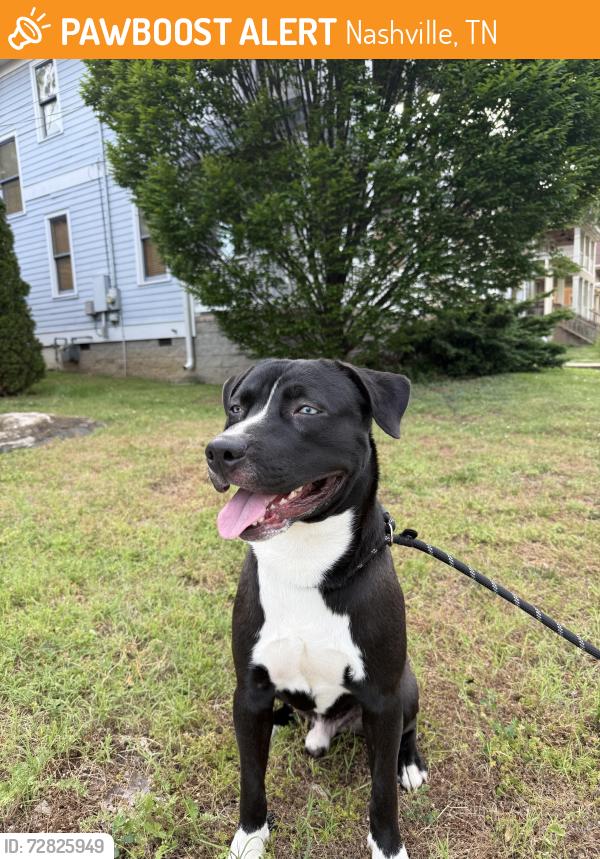 Found/Stray Male Dog last seen Herman and 11th ave n , Nashville, TN 37208