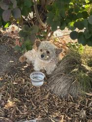 Found/Stray Unknown Dog last seen S Club Way and E Club Center Dr, San Bernardino, CA 92408