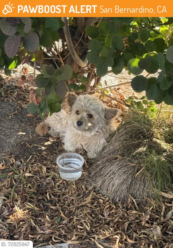Found/Stray Unknown Dog last seen S Club Way and E Club Center Dr, San Bernardino, CA 92408