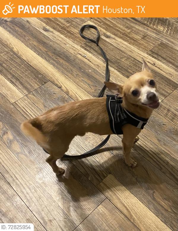 Found/Stray Male Dog last seen Astoria Blvd, Houston, TX 77089