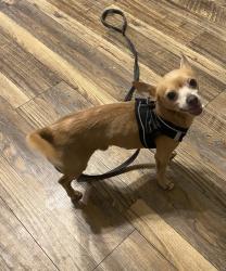Found/Stray Male Dog last seen Astoria Blvd, Houston, TX 77089