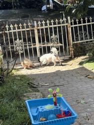 Lost Female Dog last seen Olympic, country club, Los Angeles, CA 90019