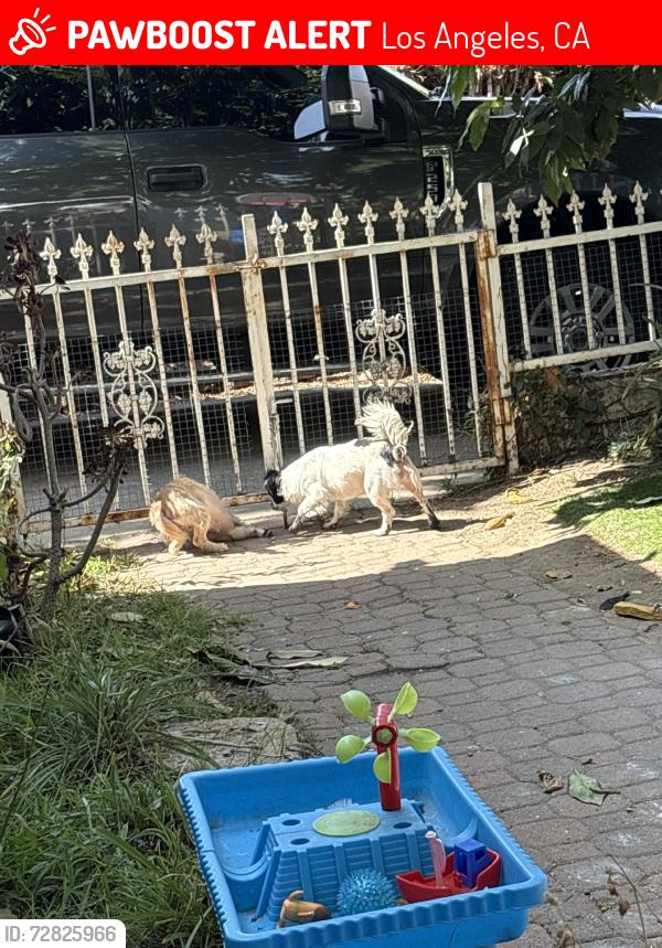 Lost Female Dog last seen Olympic, country club, Los Angeles, CA 90019
