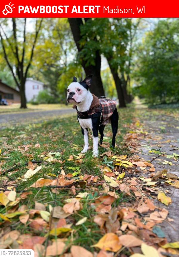 Lost Male Dog last seen Curry pkw madison Wisconsin , Madison, WI 53713