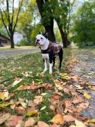 Lost Male Dog last seen Curry pkw madison Wisconsin , Madison, WI 53713