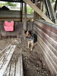 Found/Stray Male Dog last seen Reeceburg rd, Floyd County, GA 30147