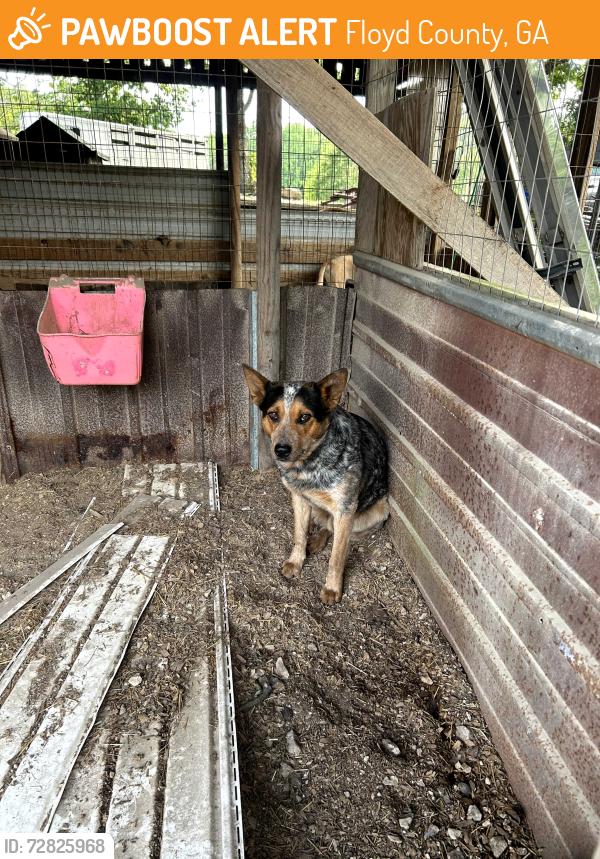 Found/Stray Male Dog last seen Reeceburg rd, Floyd County, GA 30147