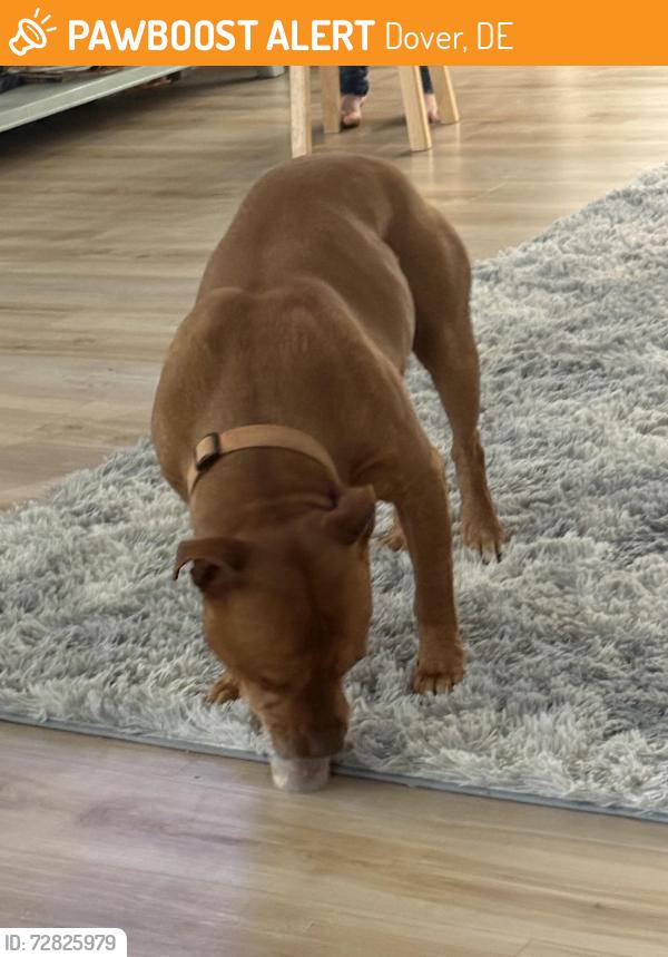 Found/Stray Male Dog last seen Leipsic rd Dover de , Dover, DE 19901
