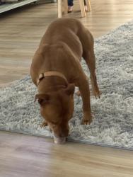 Found/Stray Male Dog last seen Leipsic rd Dover de , Dover, DE 19901