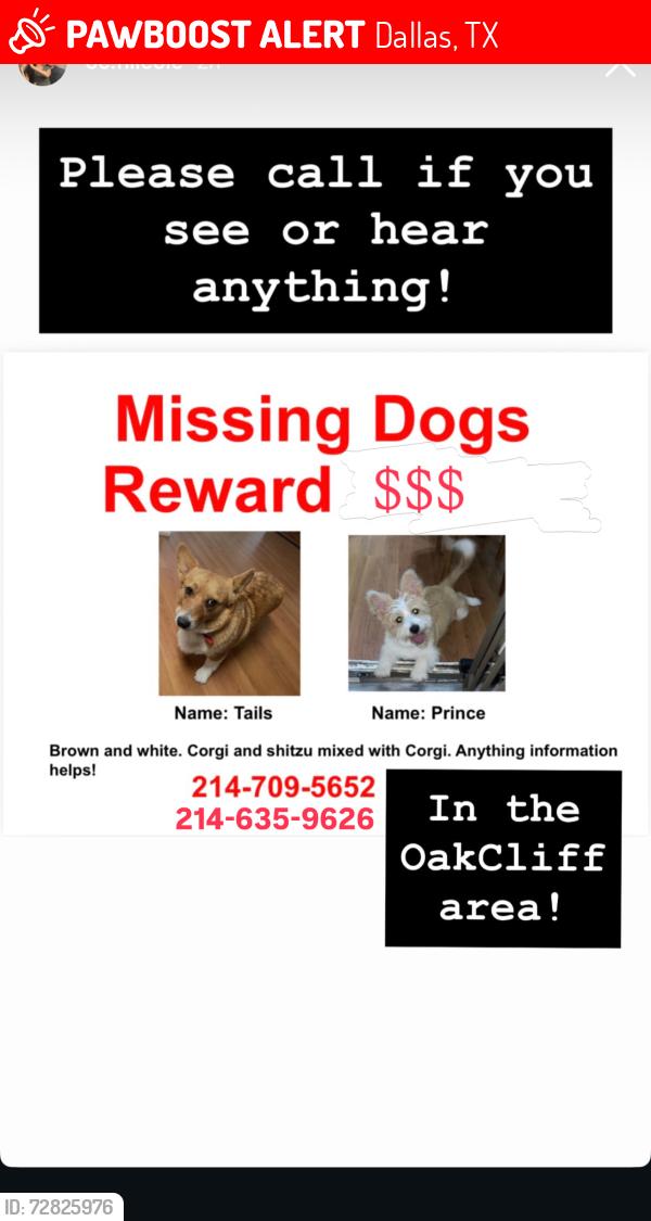 Lost Female Dog last seen Vernon , Dallas, TX 75224