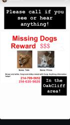 Lost Female Dog last seen Vernon , Dallas, TX 75224