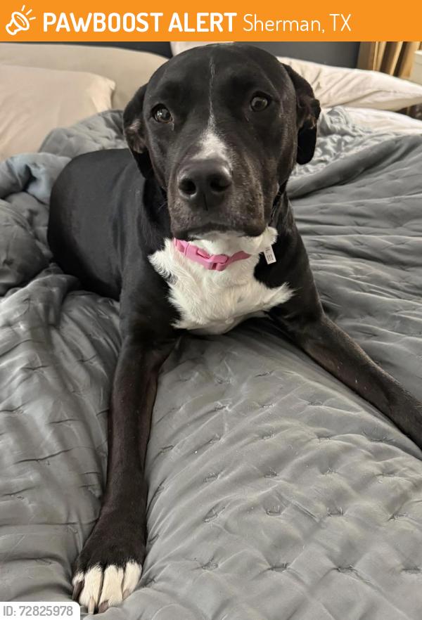 Found/Stray Female Dog last seen Sherman Tx , Sherman, TX 75090