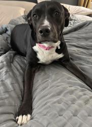 Found/Stray Female Dog last seen Sherman Tx , Sherman, TX 75090