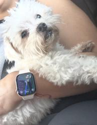 Reunited Male Dog last seen Acapulco drive and Miramar Blvd, Miramar, FL 33023