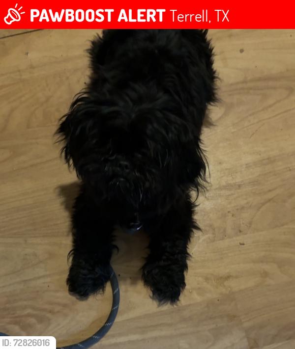 Lost Female Dog last seen Bradsaw st terrell, Terrell, TX 75160