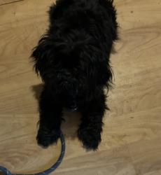 Lost Female Dog last seen Bradsaw st terrell, Terrell, TX 75160