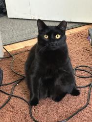 Lost Female Cat last seen Kentucky Park, Minneapolis, MN 55427