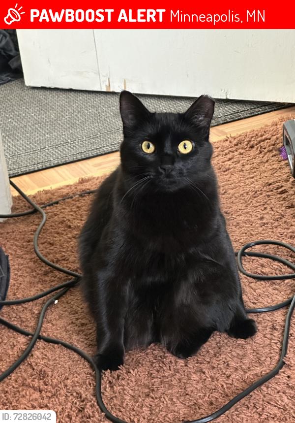 Lost Female Cat last seen Kentucky Park, Minneapolis, MN 55427