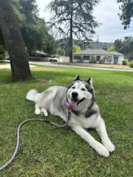 Lost Female Dog last seen Glenoaks &Tyron, Glendale, CA 91206