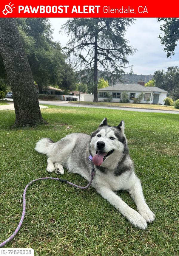 Lost Female Dog last seen Glenoaks &Tyron, Glendale, CA 91206