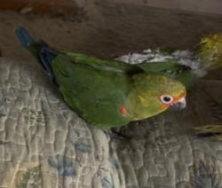 Lost Unknown Bird last seen Yale dr & Collegiate, Highlands Ranch, CO 80130