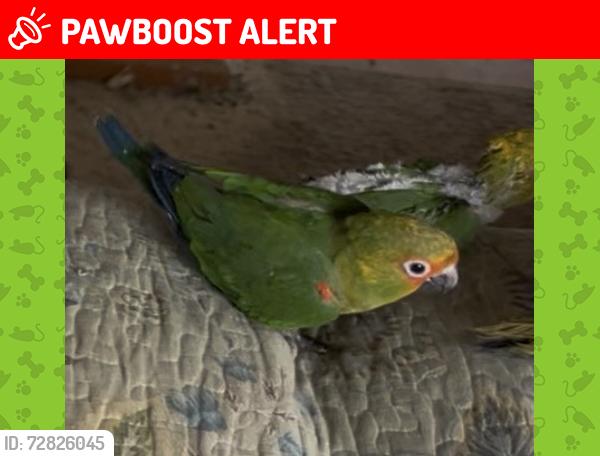 Lost Unknown Bird last seen Yale dr & Collegiate, Highlands Ranch, CO 80130