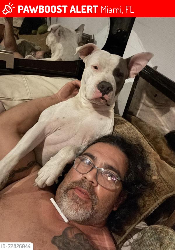 Lost Male Dog last seen Round about on 92 and 36, Miami, FL 33165