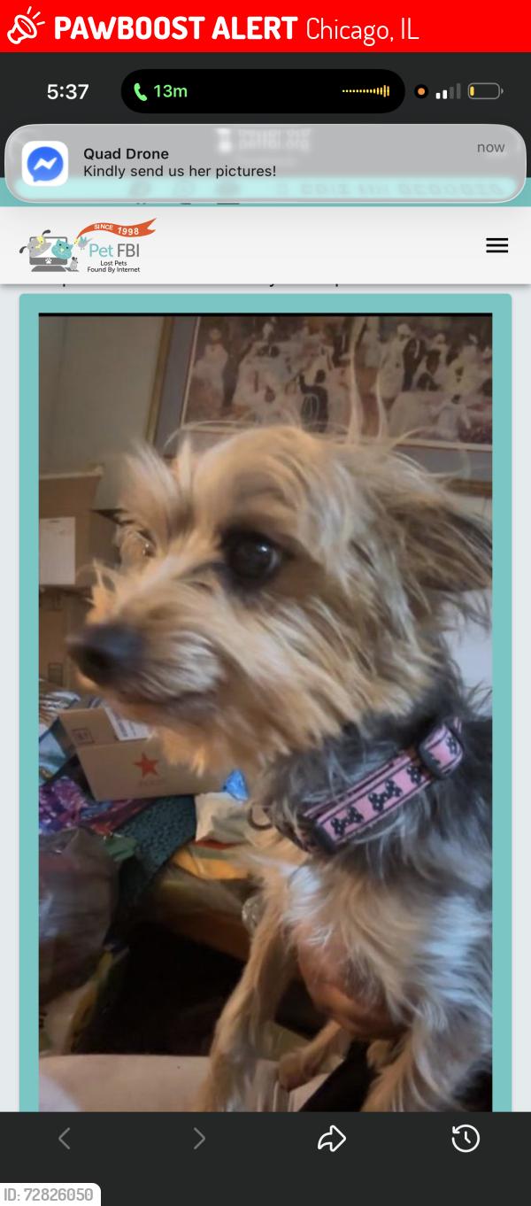 Lost Female Dog last seen 63rd and king drive/vernon , Chicago, IL 60637