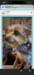 Lost Female Dog last seen 63rd and king drive/vernon , Chicago, IL 60637