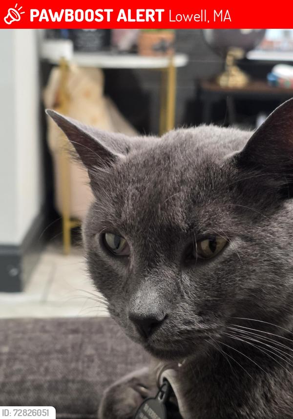 Lost Male Cat last seen Bodwell st, Lowell, MA 01854