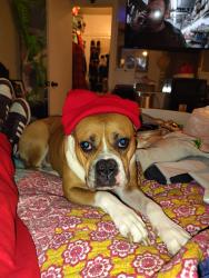 Lost Female Dog last seen I20, forest hill ln, Forest Hill, TX 76119