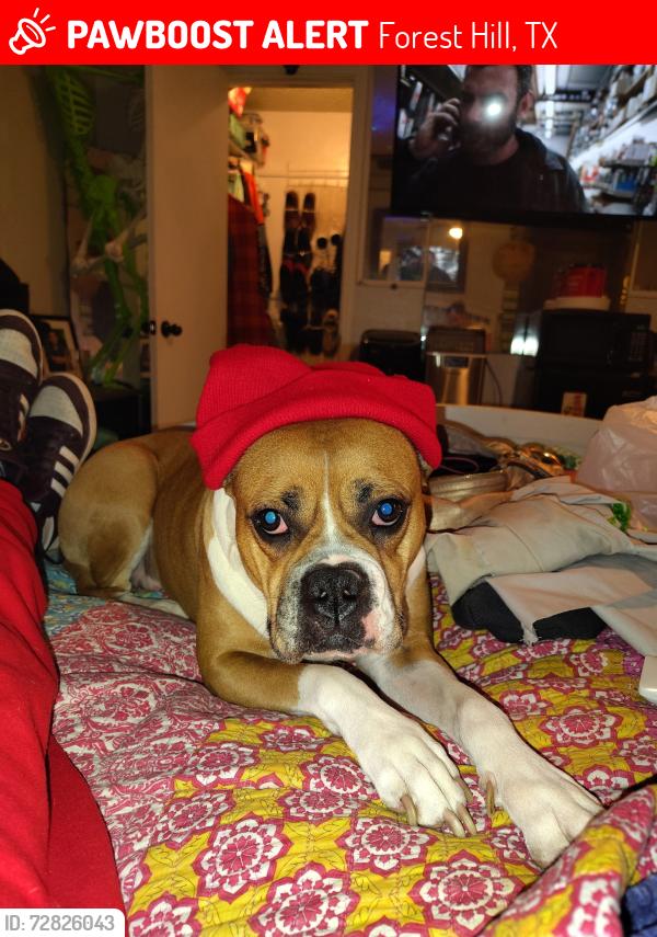 Lost Female Dog last seen I20, forest hill ln, Forest Hill, TX 76119