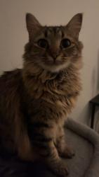 Lost Female Cat last seen Webb cove eagle mountain, Eagle Mountain, UT 84005