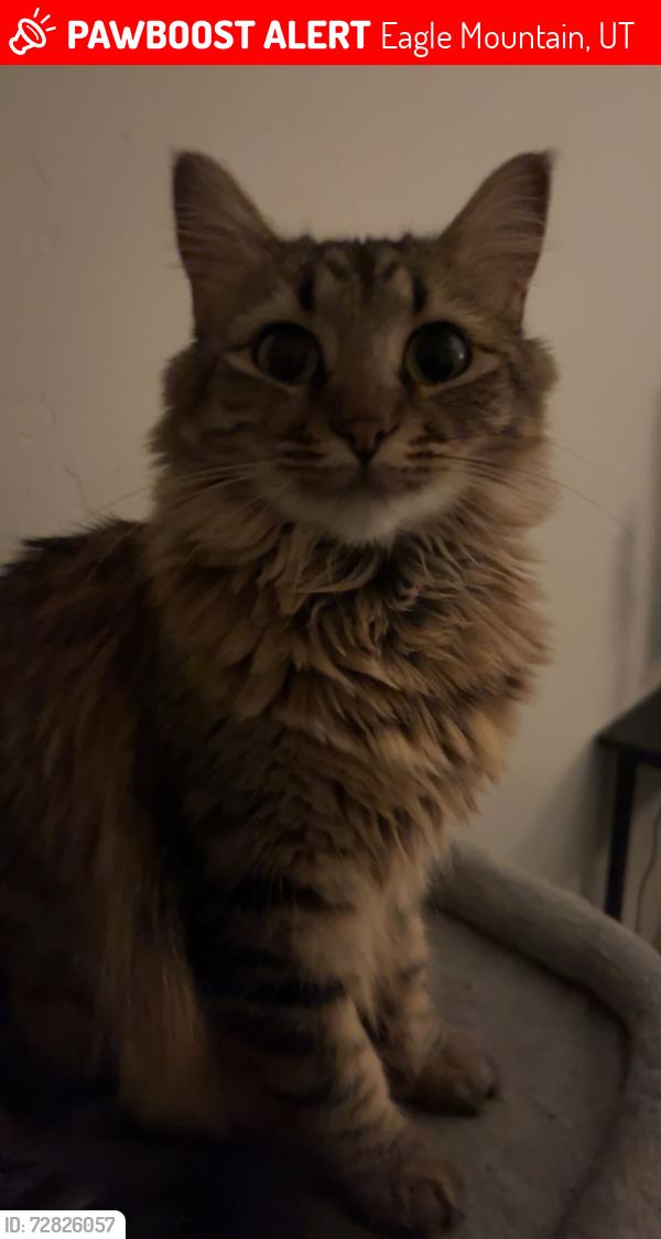 Lost Female Cat last seen Webb cove eagle mountain, Eagle Mountain, UT 84005