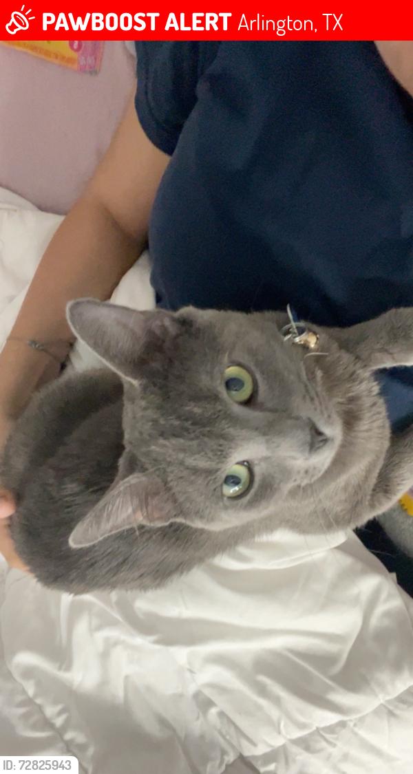 Lost Male Cat last seen Near willow point drive, Arlington, TX 76010