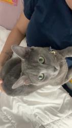Lost Male Cat last seen Near willow point drive, Arlington, TX 76010