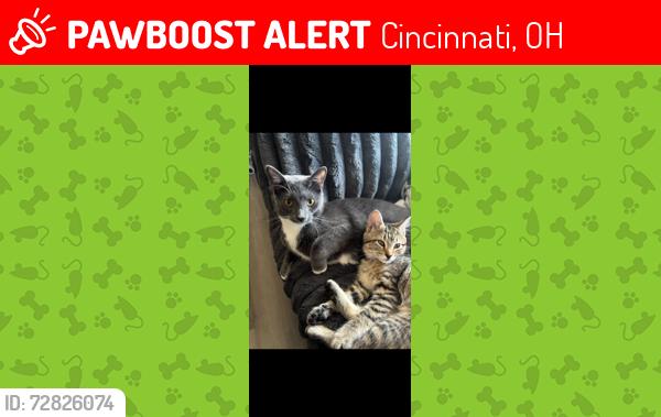 Lost Male Cat last seen Harrison ave, Cincinnati, OH 45211