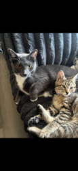 Lost Male Cat last seen Harrison ave, Cincinnati, OH 45211