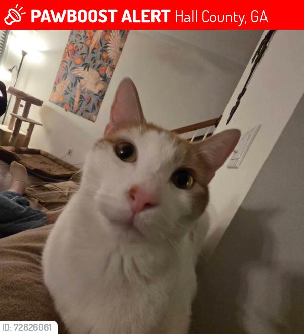Lost Male Cat last seen Summit Chase, Squirrel Ridge, Mountain Ridge, Price Rd, Hall County, GA 30506