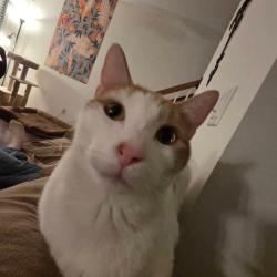Lost Male Cat last seen Summit Chase, Squirrel Ridge, Mountain Ridge, Price Rd, Hall County, GA 30506