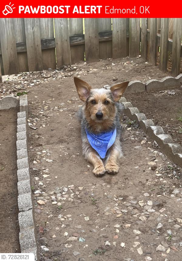 Lost Male Dog last seen Fretz , Edmond, OK 73003