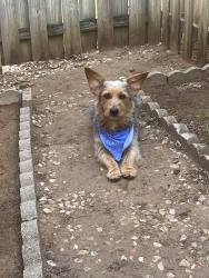 Lost Male Dog last seen Fretz , Edmond, OK 73003