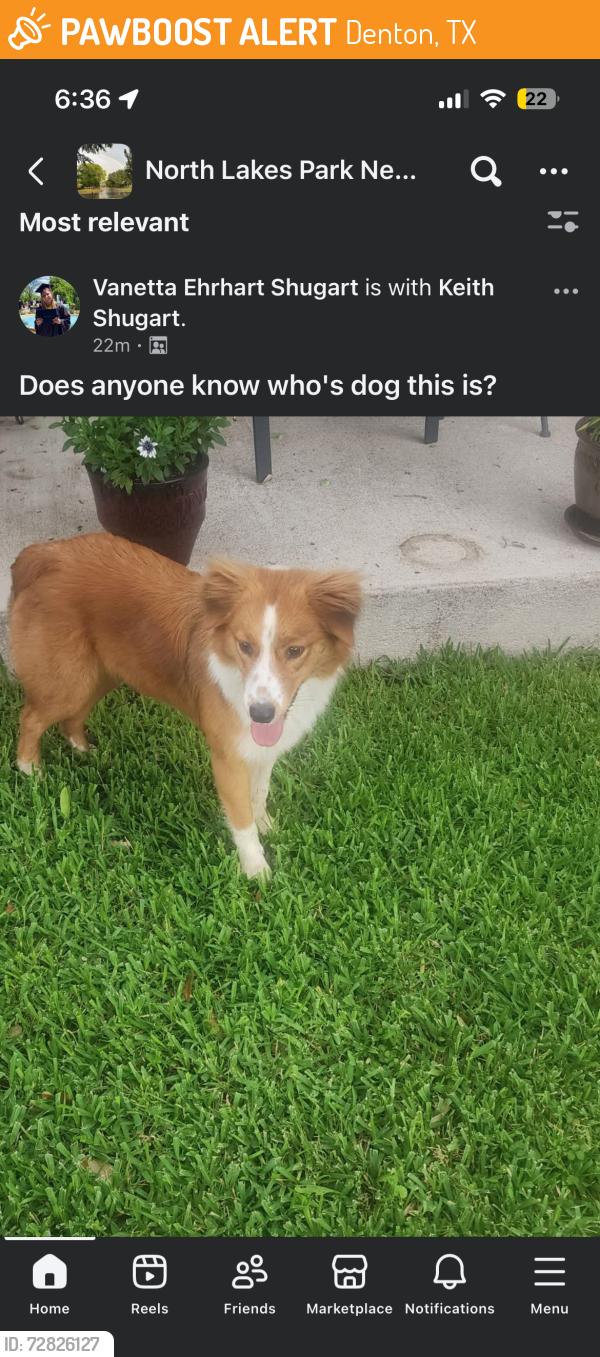 Found/Stray Female Dog last seen North lakes park , Denton, TX 76201