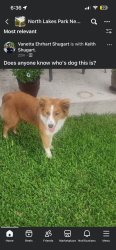 Found/Stray Female Dog last seen North lakes park , Denton, TX 76201