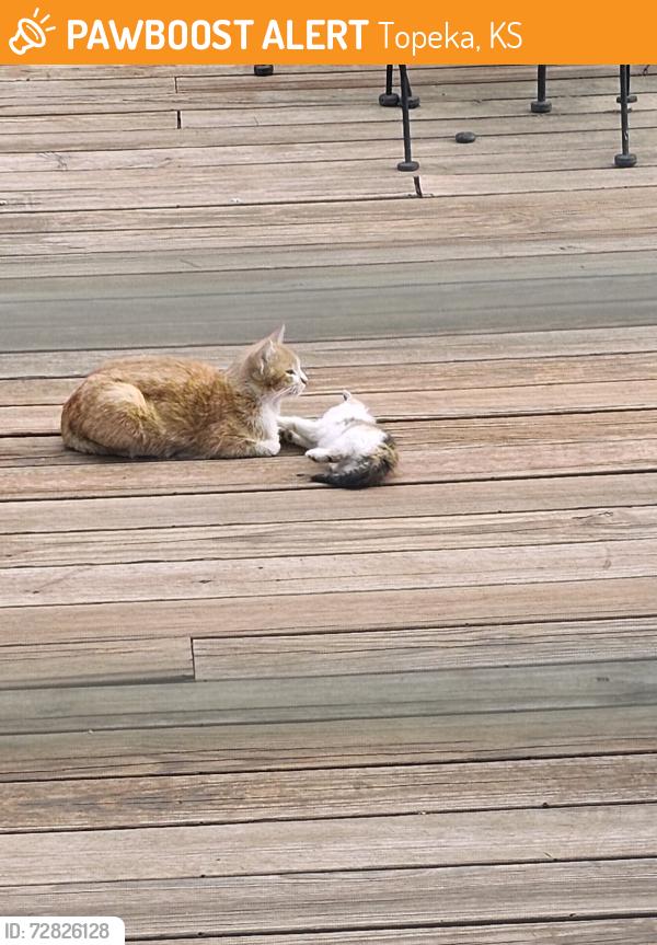 Found/Stray Unknown Cat last seen Near st and Auburn, Topeka, KS 66546