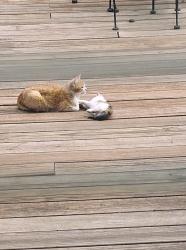 Found/Stray Unknown Cat last seen Near st and Auburn, Topeka, KS 66546