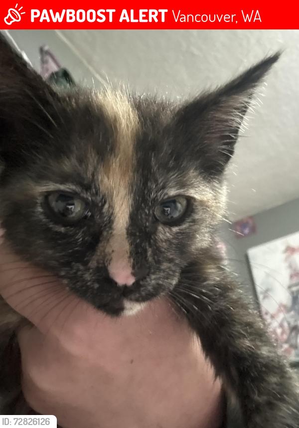 Lost Female Cat last seen LincolnAvenue and W 4th Plain Blvd, Vancouver, WA 98660