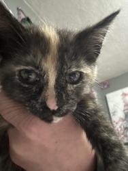 Lost Female Cat last seen LincolnAvenue and W 4th Plain Blvd, Vancouver, WA 98660